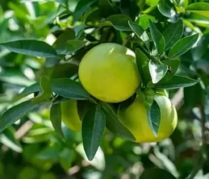 pomelo-as-fruits-for-tihar-festival
